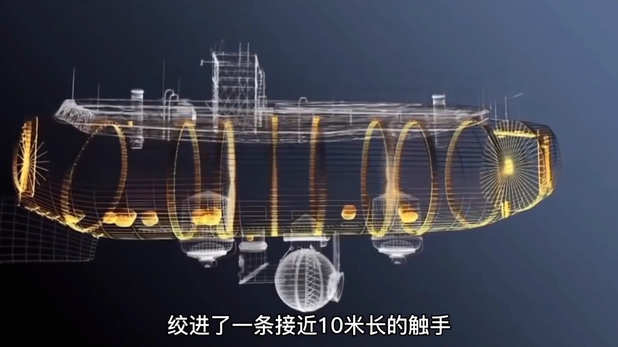 乌贼|挪威海怪到底是什么物种？二战间记录了真实案例，至今没新发现