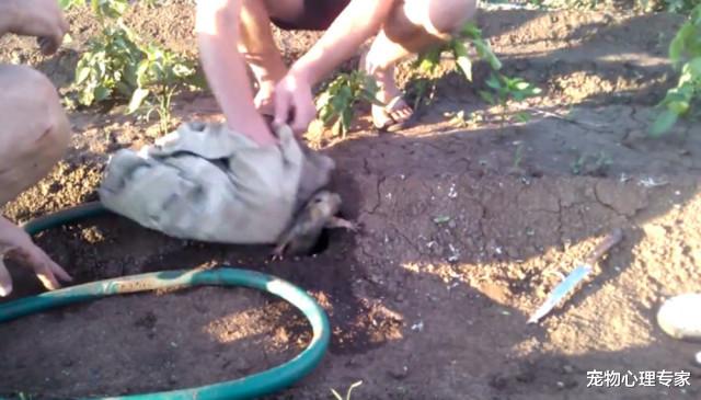 宠物心理专家 庄稼总被无故偷吃，老农寻迹发现1个洞，灌水后直言赚到了