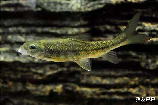猪友巴巴|3年才有9公分，常误认为是小杂鱼，市场600元一斤，吃过的不多！