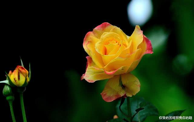 生肖▲6月开始得上天青睐，运高财旺，好运挡不住的生肖