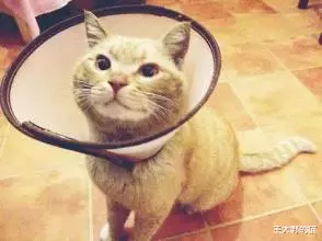 干货：猫咪不慎受伤，铲屎官们如何第一时间正确有效处理？