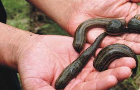 []如果人稍不注意把蚂蟥进肚子，它能存活吗？