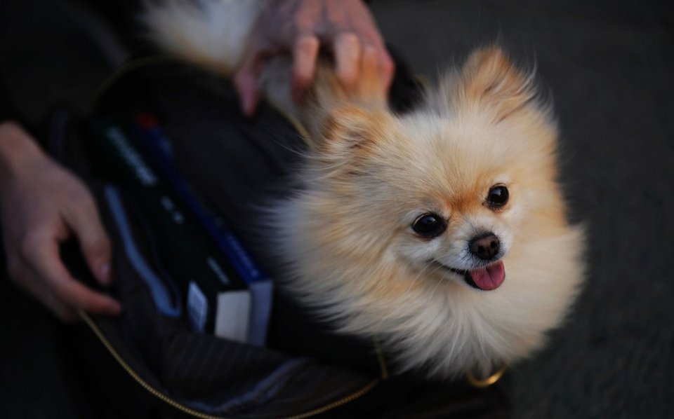 融资|年收入8亿亏损超1亿，中国宠物第一股“流血”上市，破发大跌28%