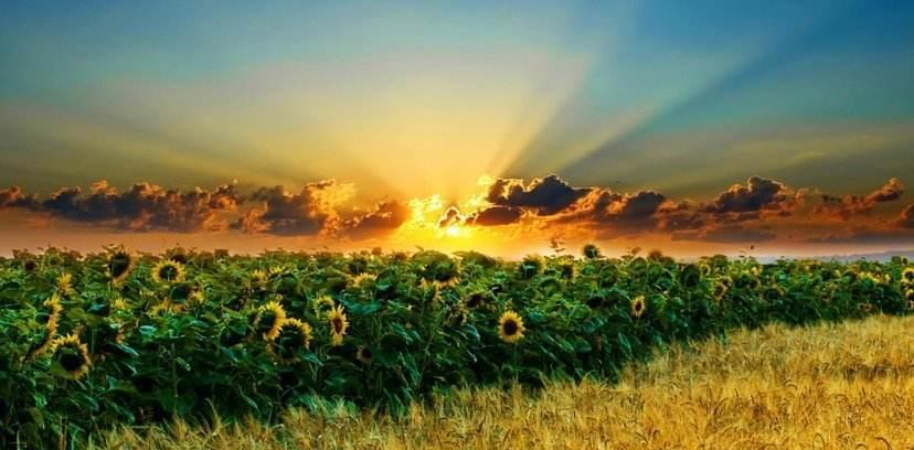 射手座|两周后，好运连绵，幸得爱情，痴情不忘，钟爱一生，恩爱不变