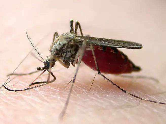 空调|“空调+电风扇灭”灭蚊大法