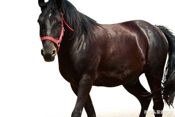 属马|生肖马:9月请不要抛下这两个人,能助你赚得家财满钵!