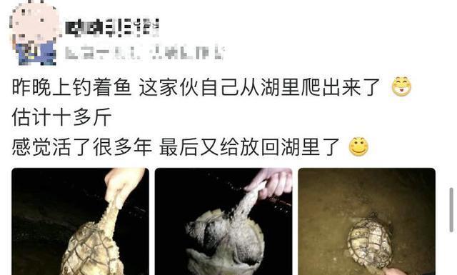 鱼肚|湖中老龟夜晚爬上岸，钓鱼人捡到后又放生，网友：带回家吃啊