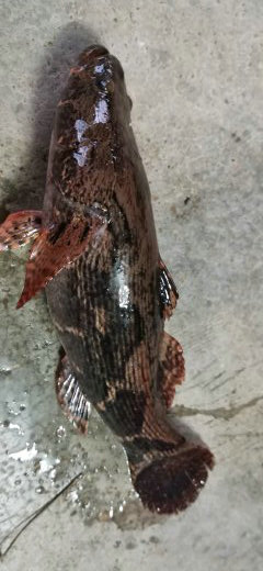 『』小伙湘江钓起“巨型麻壳鱼”，一斤多浑身硬壳，有人羡慕有人担忧