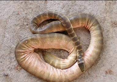 「海蛇」别再吹海蛇了，世界上最毒的蛇不是海蛇，陆地蛇比海蛇毒多了