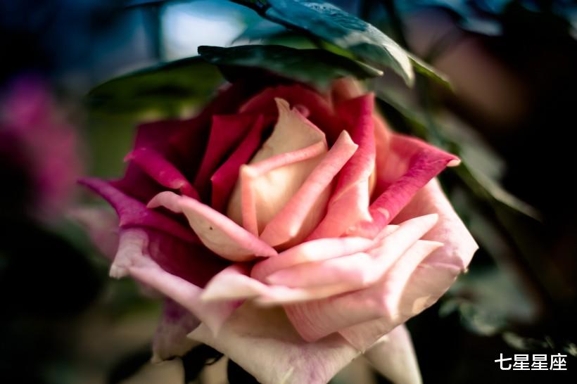 「生肖」最近七天，财运大爆发，被财神赐福的3生肖，迎来好彩头！