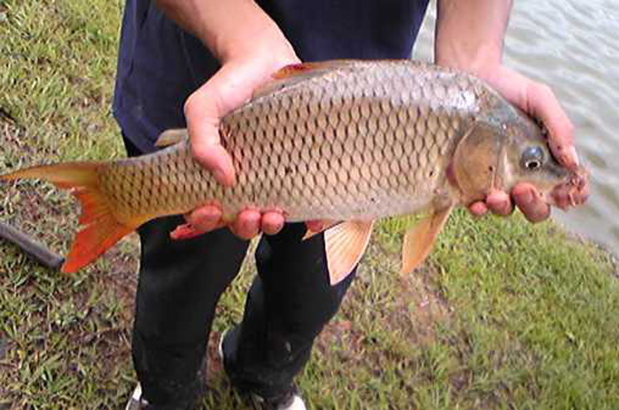 「饵料」纸上谈兵钓不好鱼，结合实战总结几点经验，分享给喜欢野钓的朋友