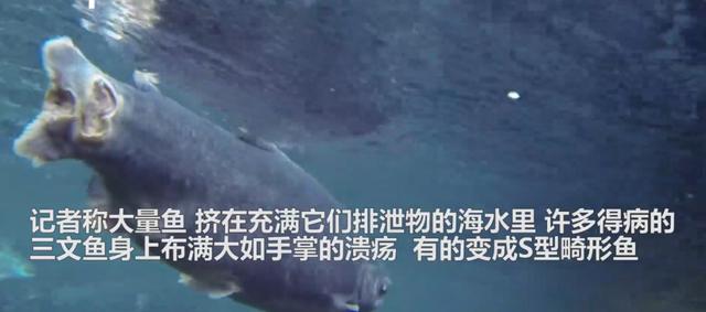 「三文鱼」粪水池里的三文鱼,却成为餐桌上的美味