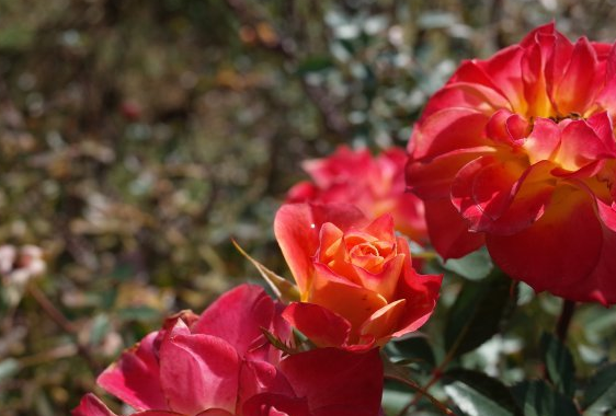 运势|未来一个月，气势如虹，4属相事业稳步提升，财运亨通，顺心如意