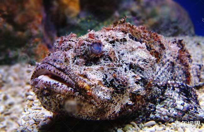 「」世界十大毒王之一，被中国厨师做成美食，还有什么是我们不敢吃的