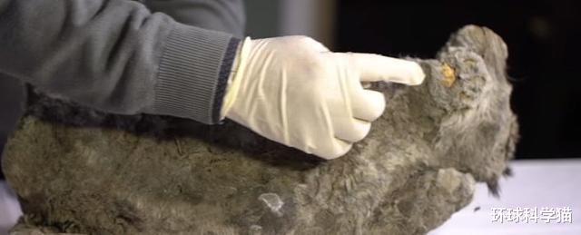 #北极#北极现40000年远古生物,已确定种类,人类最担心的问题在发生?