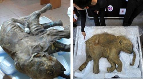 科学家：7个被科学家发现冻结在冰层里的神秘“古物”