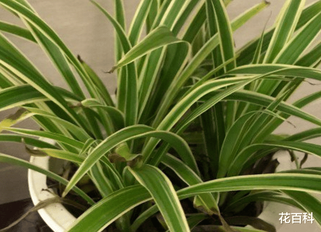 金边吊兰的金边消失了，赶紧晒晒太阳