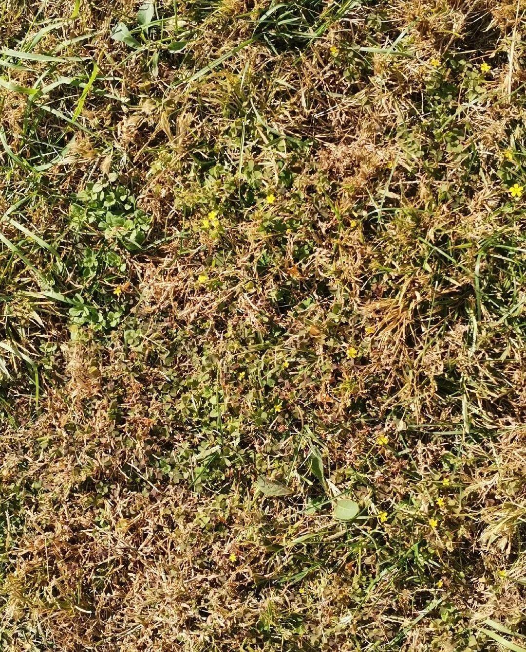 爬山虎|救命！入侵植物爬进院子，三年都杀不完！