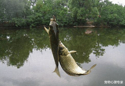 『兽医』大爷钓的鱼中有一条很特别，看清腹部后放生了：这可不能吃呀