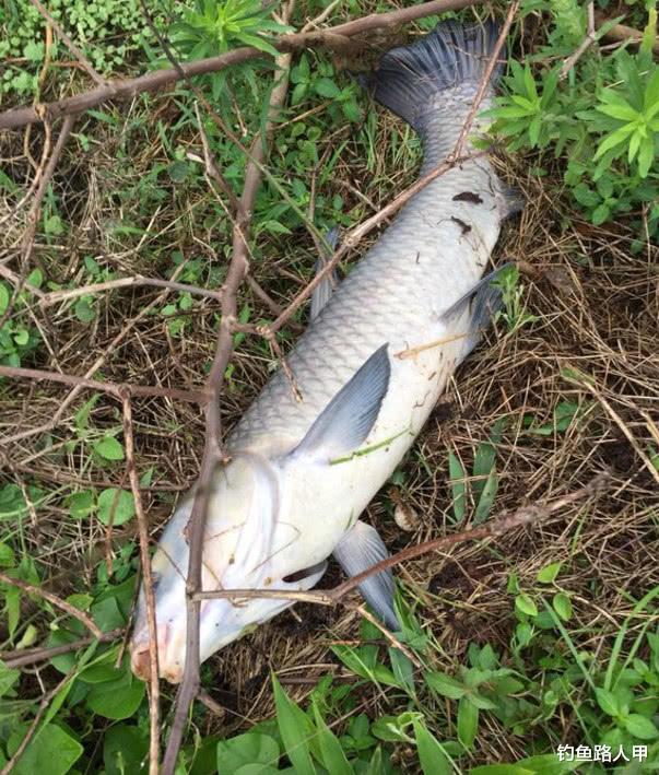 ：5月过了一半还在用春天的方法打窝？没这样调整，难怪钓不到鱼