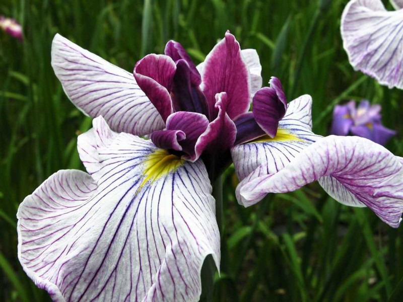 生肖▲7月中旬内,将于前任重续前缘,共度余生,幸福美满的四大生肖