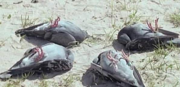 「」在鸡面前画一条直线，它会瞬间被“催眠”，这是什么原理？