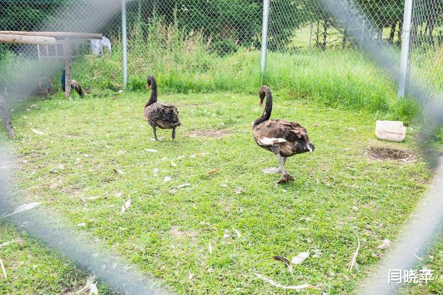 自驾|自驾七彩森林，寻找最美大草原16℃的夏天