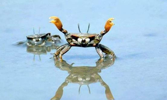 生物学家|我就想问：生物学家，你们给这些螃蟹取名的时候，是认真的吗？