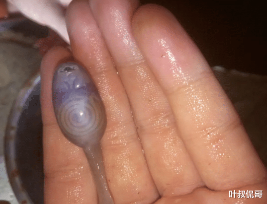 汉江|“在冰冷的水中发现这样的生物，这是啥玩意？”哈哈哈是不是在汉江钓鱼