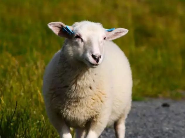 『』「羊」不怕一万，就怕万一，3月初有“横财袭来”，请留心