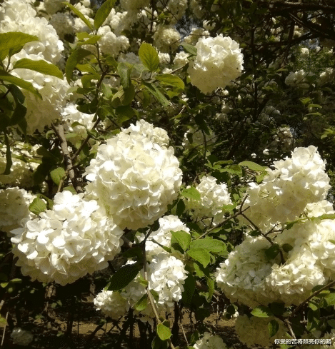 生肖▲未来3个月六六大顺，4属相喜从天降，横财大发特发，人财两旺