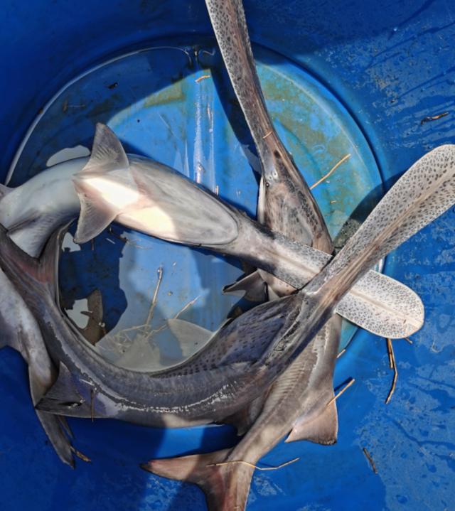 「长江」灭绝的长江鱼王再现身？重庆有人钓起“长嘴怪鱼”，像极白鲟