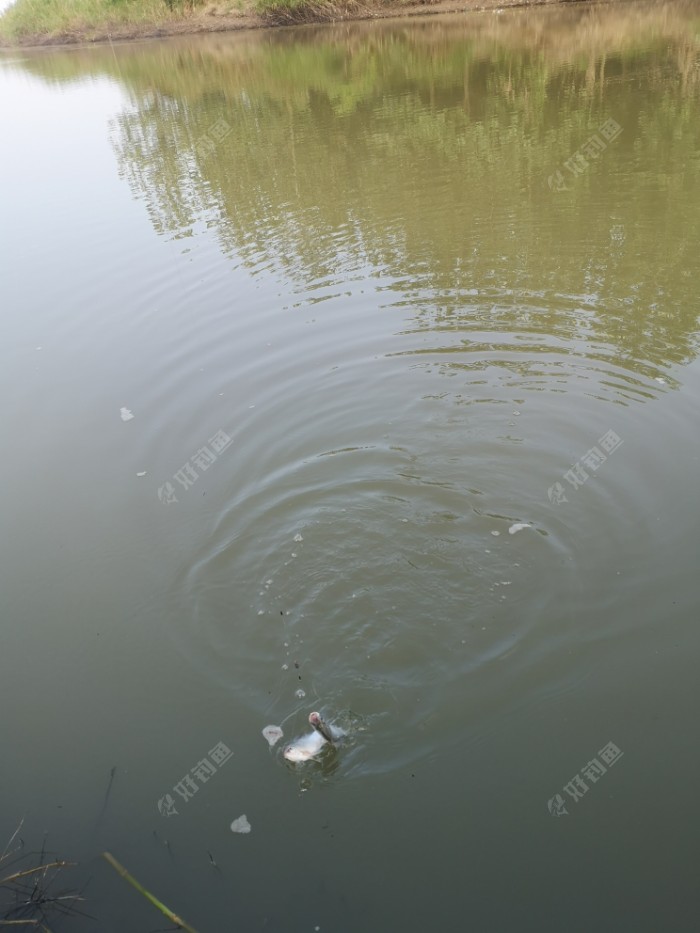 鲫鱼|许久不见，甚是想念