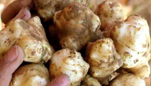 食材|秋季，这食材正上市，才2块钱一斤，洗净切开放罐中一腌，特好吃