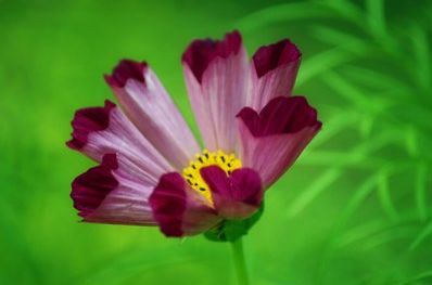 生肖|未来7天，3生肖财运红透半边天，财源广进，财运来袭，日子不会穷