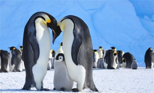 南极|企鹅抱团取暖时,最外层的难道不会被冻死吗?