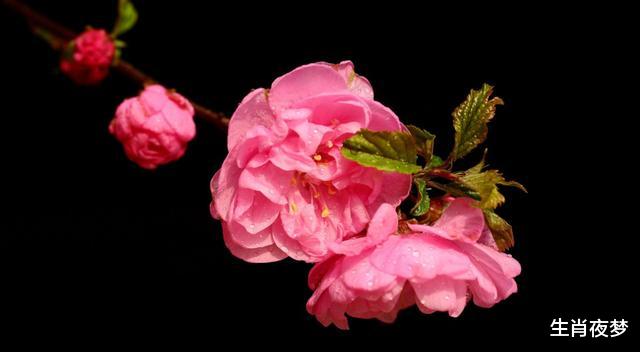 [十二星座]5月，冰释前嫌，重拾旧爱，3生肖情深意切，爱意未减，执手相爱