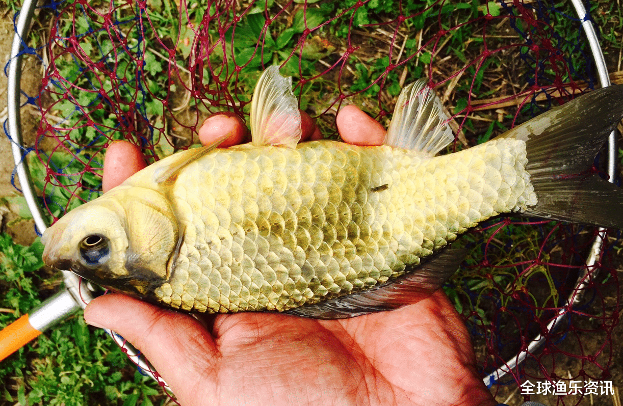 []谷雨后，假如碰到这几种情况，万万不能去钓鱼，哪怕高手也得空军