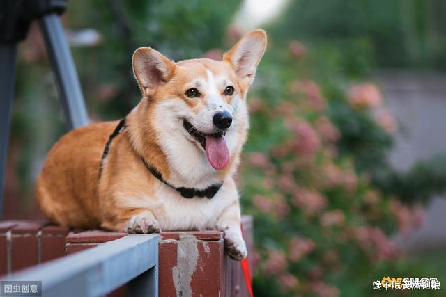 柯基几岁开始进入老年期？老了之后该怎么照顾它？
