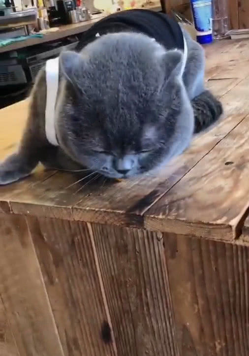 想给蓝猫找老婆，结果它反应懵逼，喵：人家有心上人了