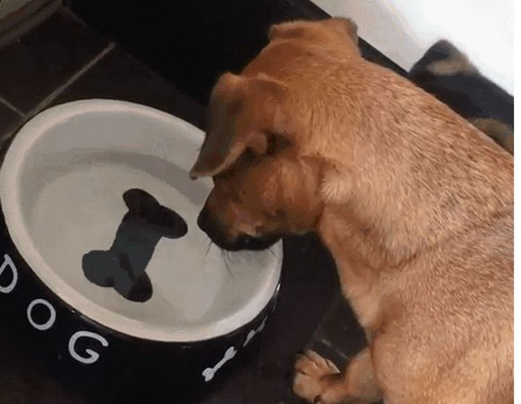 狗狗在卫生间里喝水，主人好奇狗子喝太久，进去一看令人啼笑皆非