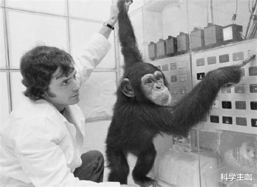 黑猩猩|苏联科学家找来5名女性和黑猩猩，进行繁育实验，下场却十分凄惨