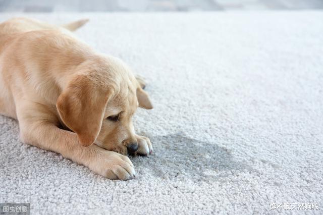狗狗“爱”在家里尿尿，有7个原因，宠主不要急着责怪它