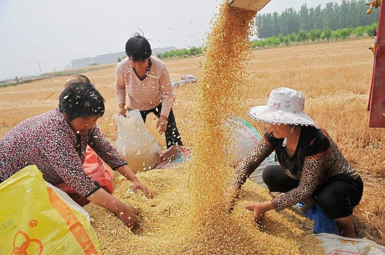 ▲“疯狂”的小麦，价格涨至罕见的1块3，为啥农民还是不高兴