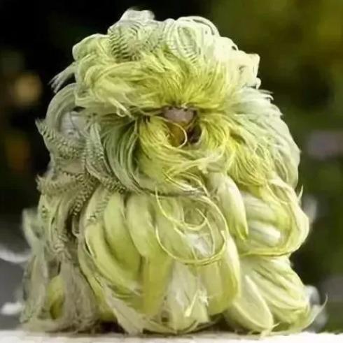 『』不开玩笑!林子大了,还真是什么鸟都有!