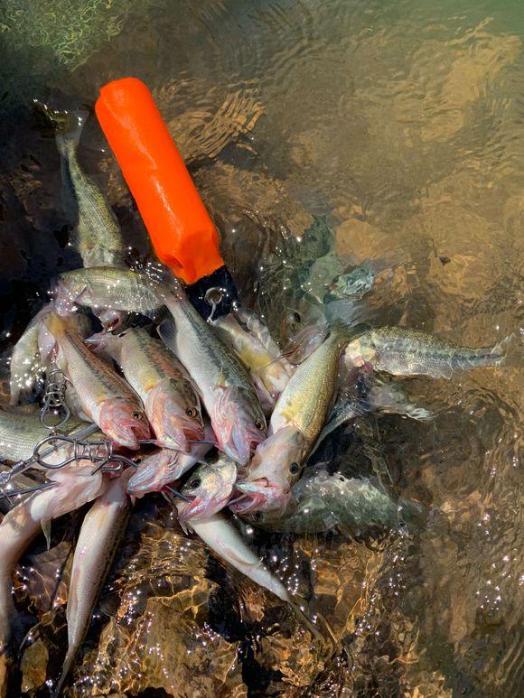 |为了钓鱼，放生许多凶猛掠食鱼到本地水库，网友：鱼要被吃光