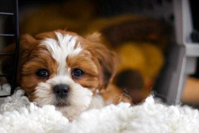 狗狗总是惊慌的样子？作为主人，你了解导致狗狗恐惧的原因吗