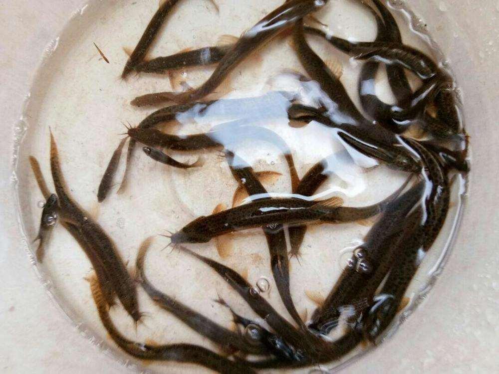 泥鳅|泥鳅钓鱼，这才是真正一天百十斤的疯狂钓法