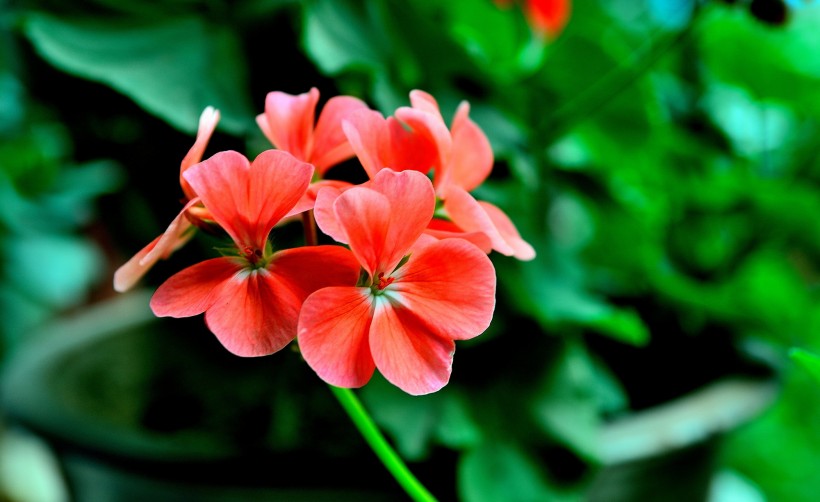 生肖@6月底，会遇到一次桃花运，姻缘大好，与真爱携手共进的四大生肖