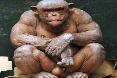 哺乳动物|人类为什么没有一副好皮毛?不能全怪择偶观,和进化也有关